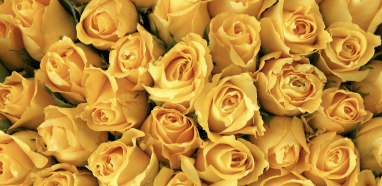 Close-up of premium Ecuador roses